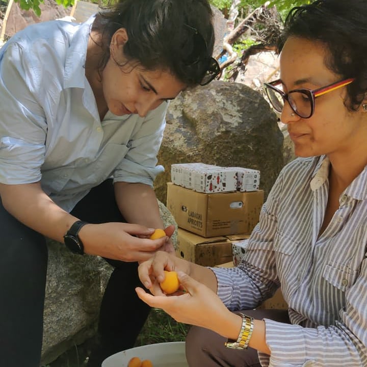 Ladakh Apricot grading and packing